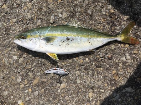 結局アジとツバス1匹